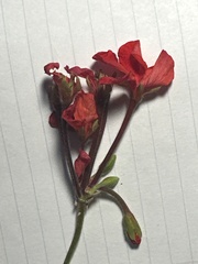 Delphinium cardinale