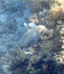 Gobius geniporus