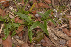 Senecio linearifolius
