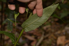 Senecio linearifolius