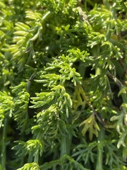 Anthemideae