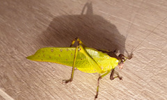 Ephippitytha kuranda