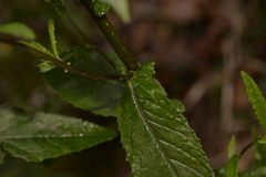 Senecio linearifolius