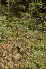 Senecio linearifolius