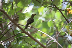 Oriolus flavocinctus