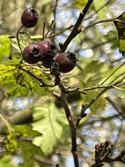 Crataegus monogyna