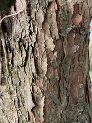 Crataegus monogyna