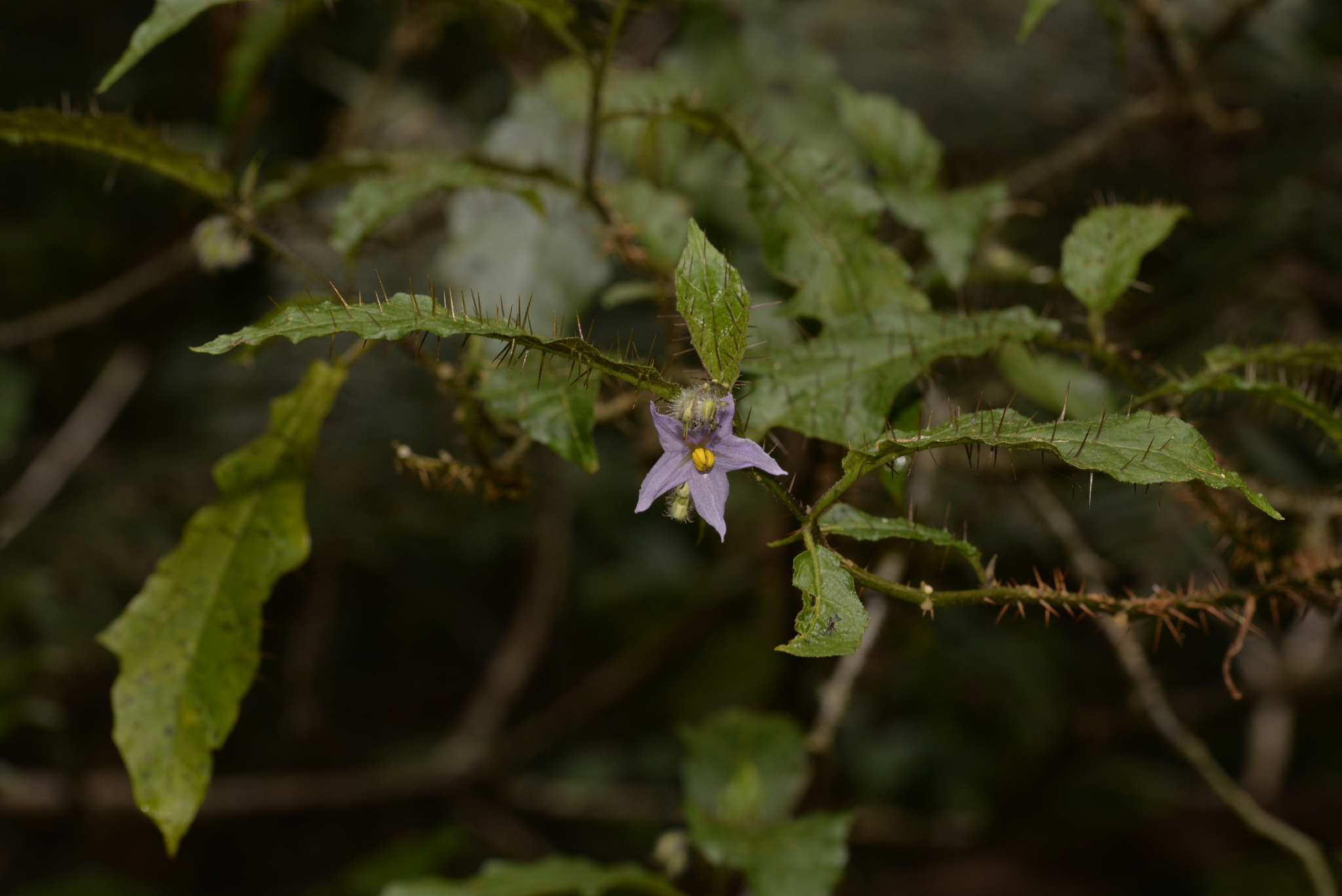 Solanum inaequilaterum
