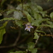 Solanum inaequilaterum - Photo (c) Nick Lambert, μερικά δικαιώματα διατηρούνται (CC BY-NC-SA), uploaded by Nick Lambert