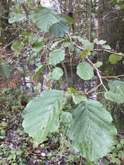 Alnus glutinosa
