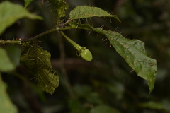 Solanum ditrichum