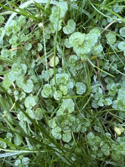 Chrysosplenium oppositifolium