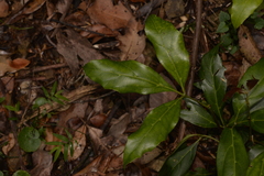 Cissus sterculiifolia