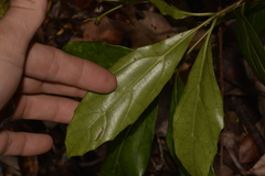 Cissus sterculiifolia