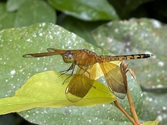 Neurothemis terminata