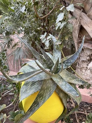 Aloe