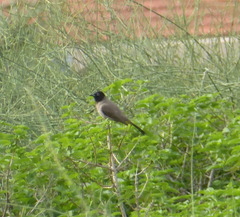 Pycnonotus xanthopygos