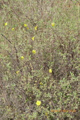 Helianthemum stipulatum
