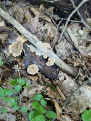 Lentinellus micheneri