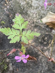 Geranium robertianum