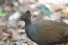 Megapodius reinwardt