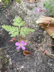 Geranium robertianum