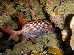 Myripristis violacea