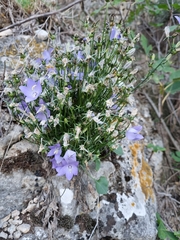 Campanula pyramidalis