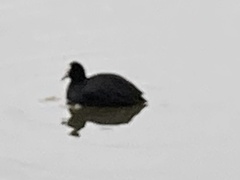 Fulica atra