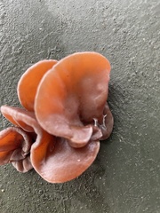 Auricularia auricula-judae