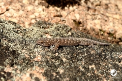 Gehyra variegata