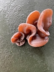 Auricularia auricula-judae