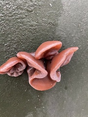 Auricularia auricula-judae