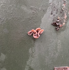 Auricularia auricula-judae