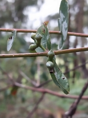 Eucalyptus conspicua