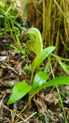 Pterostylis areolata