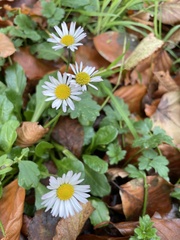 Bellis perennis