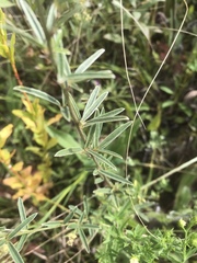 Lespedeza leptostachya