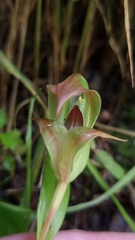 Pterostylis areolata