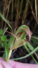 Pterostylis areolata