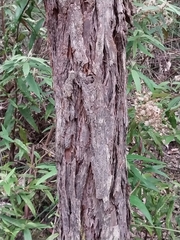Eucalyptus conspicua