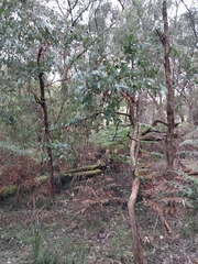 Eucalyptus conspicua