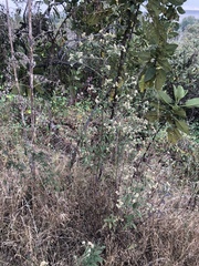 Baccharis sordescens