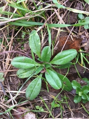 Cerastium holosteoides