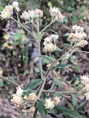 Baccharis sordescens