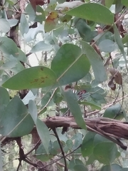Eucalyptus conspicua