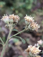 Baccharis sordescens