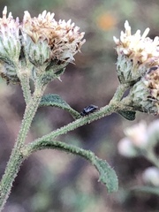 Baccharis sordescens