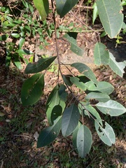 Triadica cochinchinensis