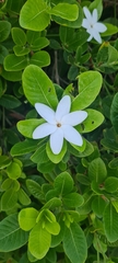 Gardenia scabrella